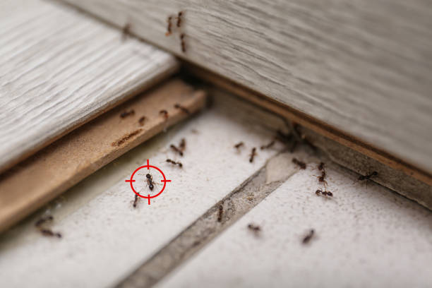 Best Pest Inspection Near Me  in Mercerville, NJ